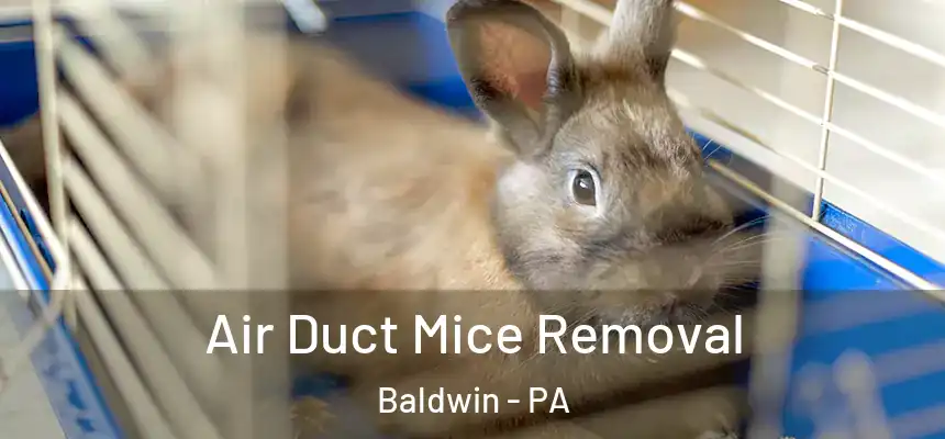  Air Duct Mice Removal Baldwin - PA